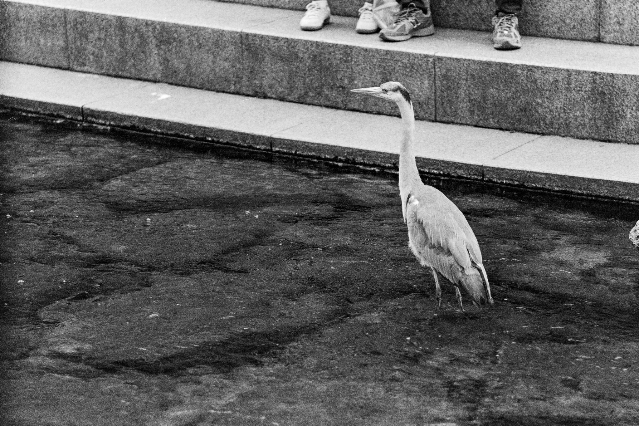Leica M3